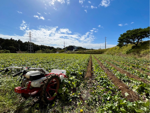 茨城県産　紅はるか　ほしいも（400g×2袋)【ONIMO HOSHIIMO】