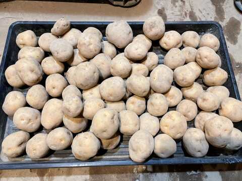 肥料・農薬不使用の自然12年の　男爵　10ｋｇ