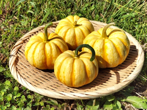 プッチーニ（約1kg 3〜5玉 ）🖤ねっとり甘い可愛いカボチャ【冬ギフト】
