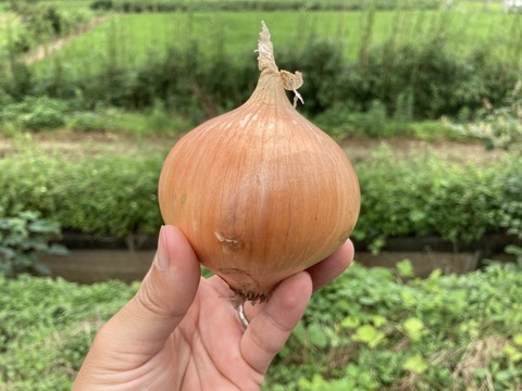 ジャガイモ&玉ねぎ セット 5kg 【無農薬・化学肥料不使用】