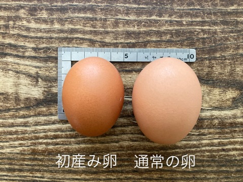 🌸ご予約受付中🎵　🐓春だけのお楽しみ「初産み卵」🥚✨