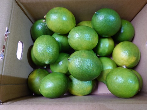 愛媛産！！ グリーン レモン　2ｋｇ 
お試し！！　　
収穫始まりましたー！！♪