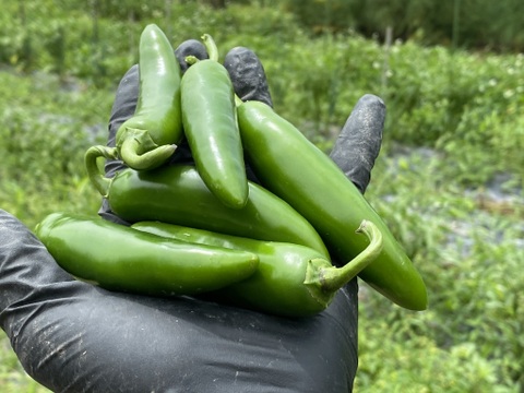 【1kg】この辛さがクセになる‼️ 本場メキシコの青唐辛子　ハラペーニョ