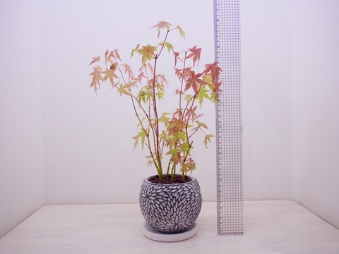 ミニ盆栽【紅葉🍁ヤマモミジ × 白花模様陶器】高さ41cm×横23cm【冬ギフト】