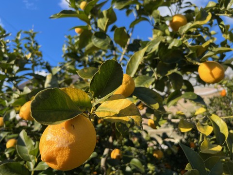 【訳あり徳用】【防腐剤・ワックス不使用】樹上完熟・湯河原産レモン　５㎏