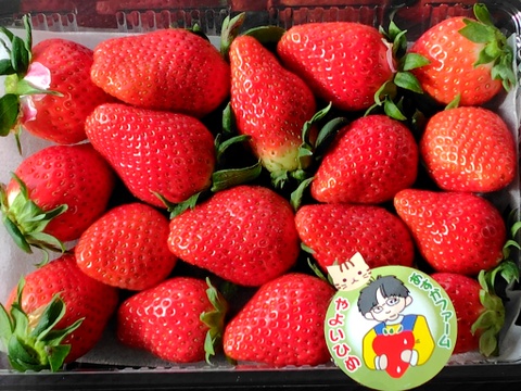 【群馬県いちご品評会【金賞🥇】受賞やよいひめ】こだわりの栽培で味が濃すぎるいちご 500g【ひな祭り、ホワイトデー、お彼岸】