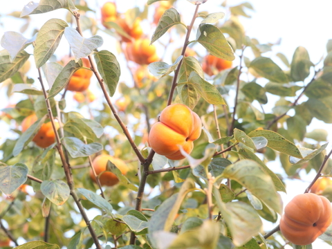 今季最終・富山の四谷柿（よたんがき）ご家庭用2.5kg前後