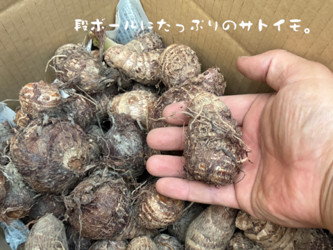 ねっとり食感がたまらない！　サトイモ『土垂』(4KG)　ミックスサイズ