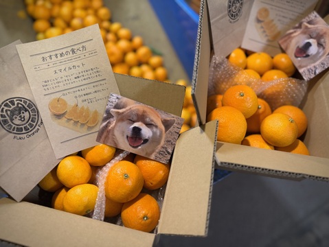 【旬は一瞬】福まどんな + 福みかん 各2kg《ご家庭用》｜サイズ混合｜愛媛・西宇和産｜こたつで食べたい！みかん・まどんなセット