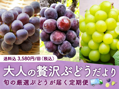 【食べチョク旬の食べ比べ便】シャインマスカット