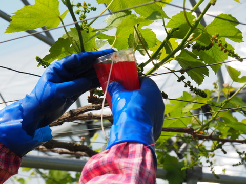【1箱】贈答用5房前後◎山形県産完熟ぶどう種なしデラウェア