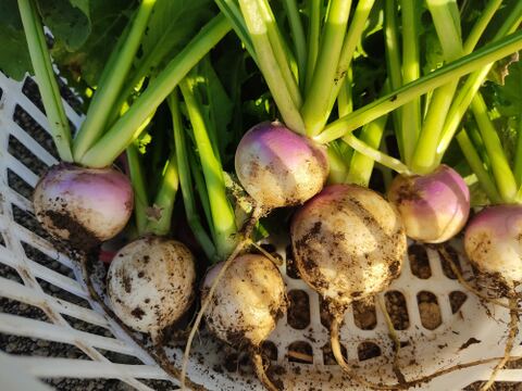 ✨農薬・化成肥料不使用のコカブ食べ比べセット750g✨