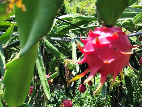 リピート急増中！完熟ドラゴンフルーツ１.３キロ(２～４個)〇当園今季初出荷 数量限定品ですお早めにどうぞ(๑˃̵ᴗ˂̵)و