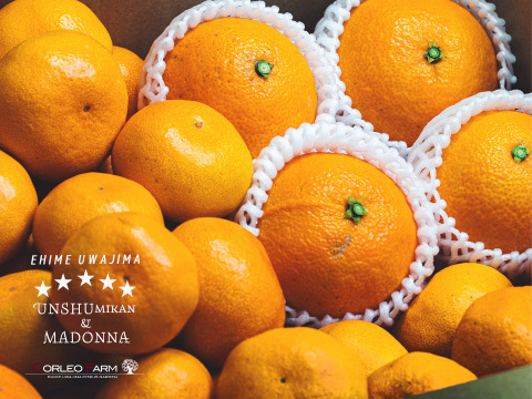 二大人気柑橘 食べ比べセット（コルマドンナ1kg／南柑20号4kg）Aセレクション（家庭用良品）5kg【柑橘食べ比べ】