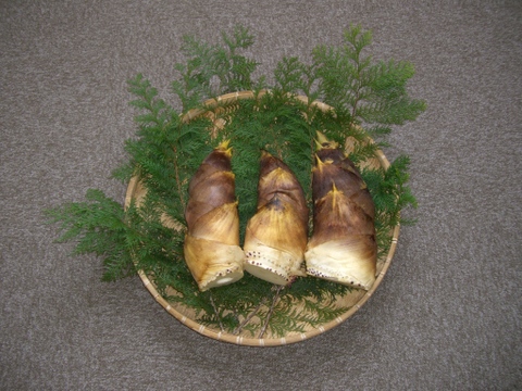 【朝採り】生たけのこSサイズ【3~4kg】