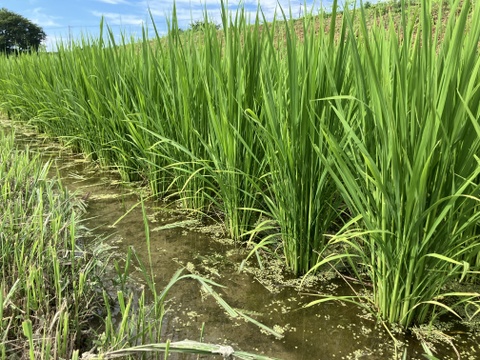 新米2025｜岩手・花巻産 ササニシキ 玄米5kg｜稲架掛け天日干しで香り豊かに仕上げた限定米