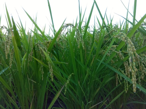 最終限定1箱　和歌山県橋本市産　低農薬約30キロ米　全国送料無料