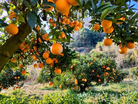 【セット商品】紅八朔・ネーブルSサイズ・小玉レモン2個【ご家庭用/5kg】