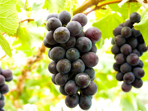 栽培期間中：農薬/化学肥料/除草剤/ホルモン剤不使用栽培　熊本阿蘇市　とってもあま〜い！巨峰　1kg 約2房～3房