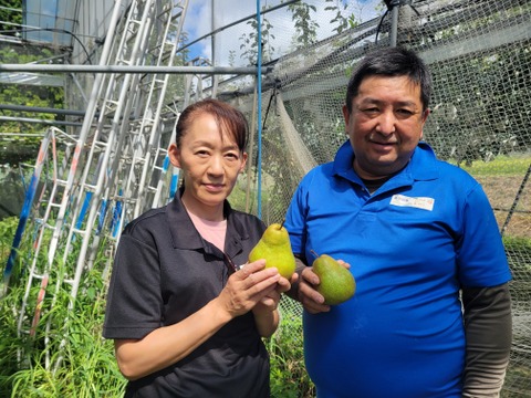 太陽の陽をたくさん浴びた西洋梨　ラ・フランス　３ｋｇ