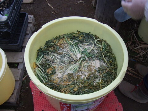 たくあん用干し大根20本