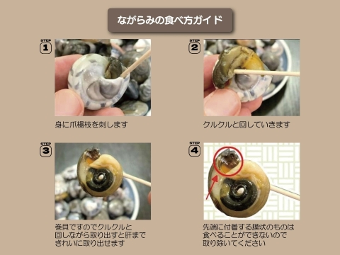 新物幻の貝！ 釜茹でながらみ1k【大サイズ】(ダンベイキサゴ)