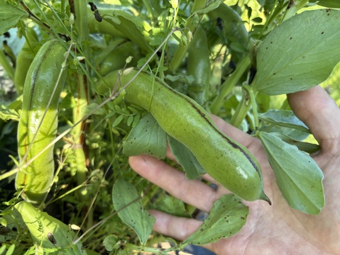 農薬・化学肥料・動物性肥料は一切不使用【自然栽培・菌ちゃん農法】丹沢山麓の固定種・在来種野菜Mセット&えごま油　80サイズ5〜8品種