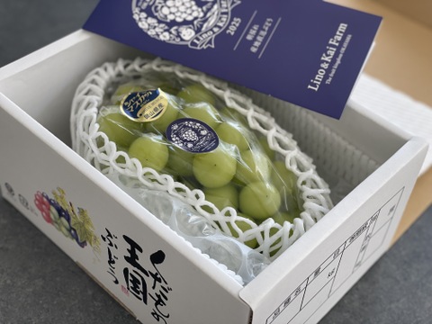 【食べチョクアワード 4年連続受賞！】ご家庭用　フルーツ王国・岡山県産シャインマスカット  1房化粧箱入り