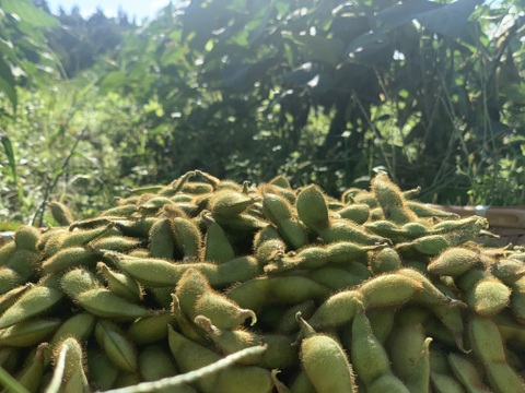 【期間限定】甘い！自然栽培枝豆『音更大袖振大豆』（500g×2p）