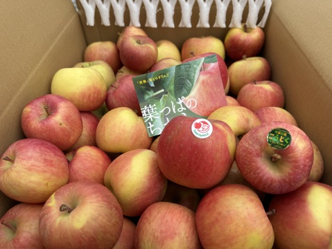 近年大人気！　蜜が入りやすく、パインの様な味わい　葉とらず“こうとく”　加工用　約10キロ　限定販売！