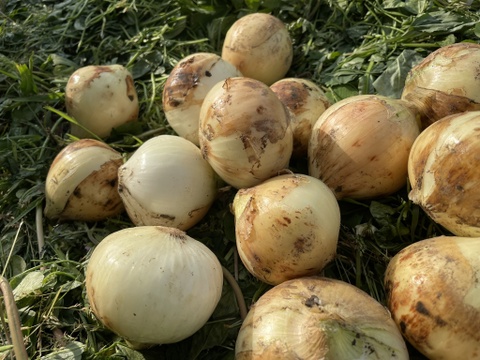 【自然栽培】甘い新たまねぎ 4kg★農薬・肥料不使用｜玉葱｜タマネギ