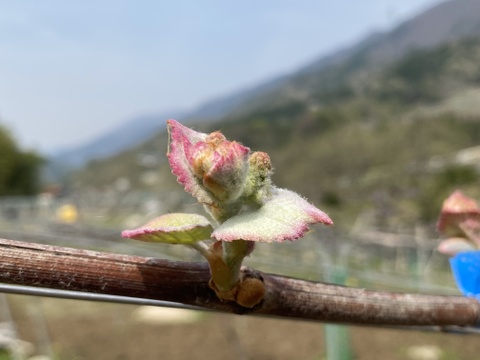 【冬ギフト】ありがとうメッセージと幻のぶどうアジロン100%! 甘やかな香り豊かな赤ワイン【花かげアジロン&メッセージカード】