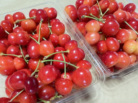 【 さくらんぼ:高砂 】山形県天童産  500g パック詰め 【 果肉がジューシー 】【 お試し商品 】 父の日ギフト 御中元　訳あり品