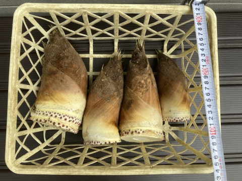 【4/17(土)収穫・即日発送】たけのこ 2.5kgs 詰め合わせ (サイズ混合)