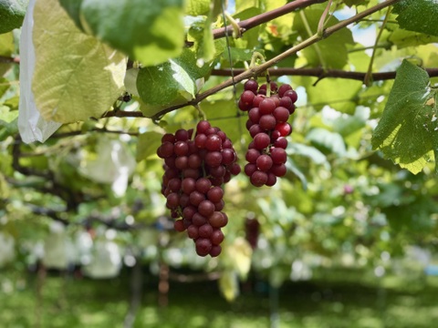 信州産の中粒ブドウ＜ノースレッド＞２kg [Nr4]