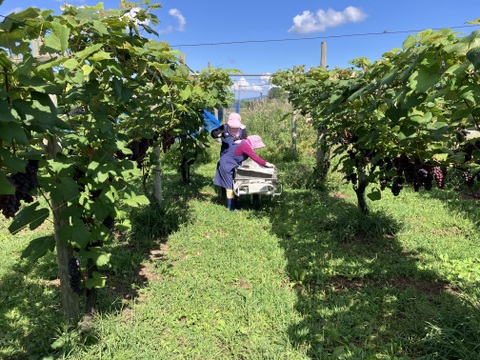 甘さ凝縮！濃厚ぶどうスチューベン（普段使いにピッタリ秀品）約2kg