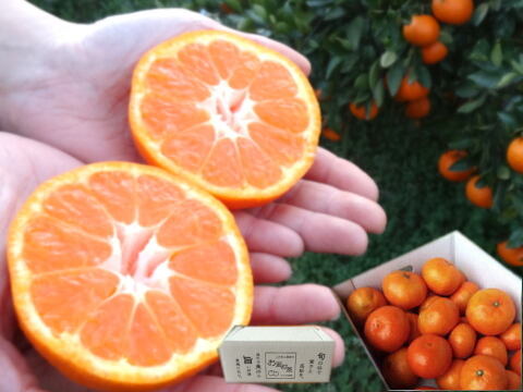 濃甘っ！黄金熟成で晩生温州品種のみかん本来の甘さや旨さを最大限に！食べるみかんジュース！これぞ！まさにトップ・オブ・ザ・みかん！超熟みかん「熟太郎（じゅくたろう）」サイズ混合　ほどよい３kg【626】