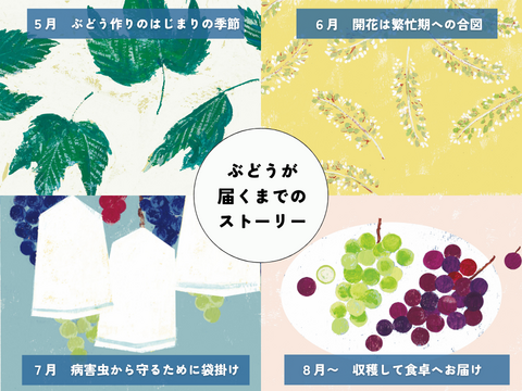 《ギフト》種なし巨峰（４〜６房）長野県須坂市産・クール便