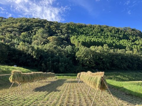 天日干し/自然栽培もち米〈マンゲツモチ 精米〉大分県産 10kg