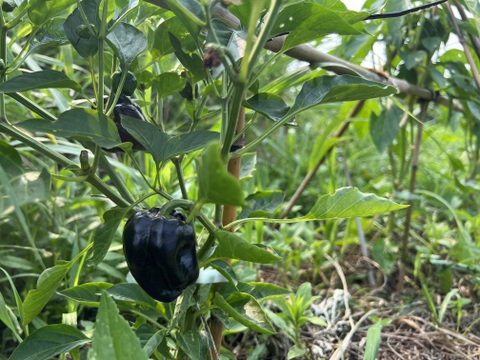 自然農 野菜セット🍀【農薬･肥料･ビニールマルチ不使用／固定種】