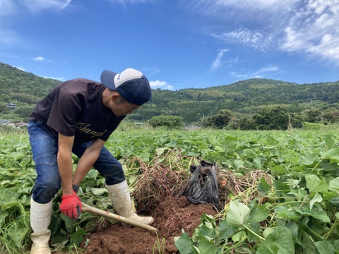 【訳あり】南国蜜芋規格外サイズ／10kg