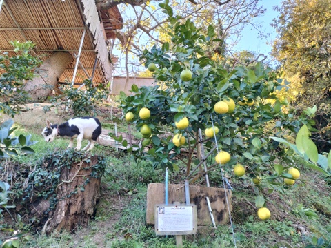 広島県産『緑黄色レモン』(約4kg)