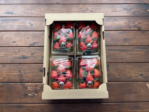 贈答用　完熟いちご「甘色」　9～14粒(約260g)×8p