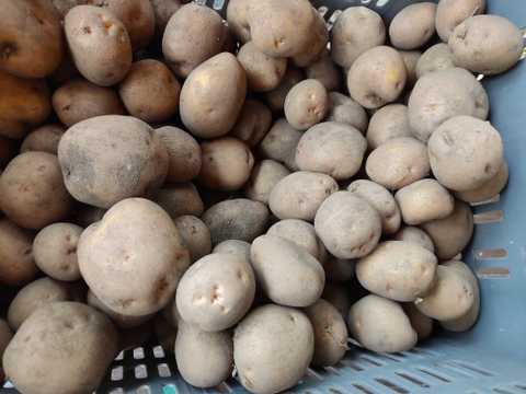 長野県産　農薬不使用　ジャガイモ　きたあかりＢ級品(5kg)