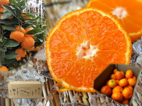 【夏ギフト】【２箱まとめ買い】とろける甘さ！濃厚ハウスみかん！果汁たっぷり！キンキンに冷やしてやみつき！ネットで話題の「蜜ツ星（みつぼし）」お試し品　サイズ混合　約２ｋｇ２箱セット【商品番号24-2】