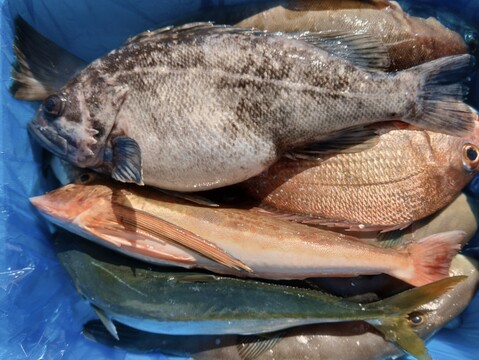 箱いっぱい！深浦の天然鮮魚セット（80サイズ）【母の日ギフト】などにもどうぞ！