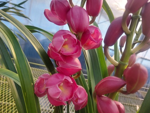 【コンパクトサイズ】シンビジウムスタンダード仕立て3本立