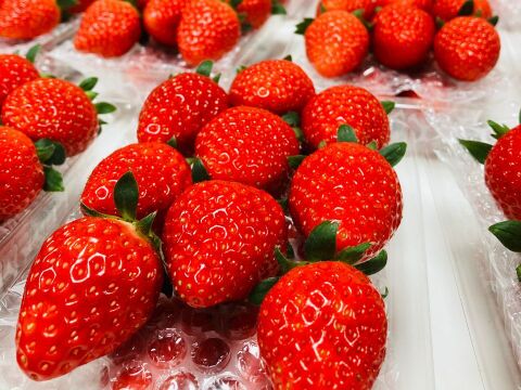 【ギフト】宮城県産よつぼし！ベリーホップすず！ピカピカ輝く甘酸っぱい完熟いちご！(250ｇ2パック入り)