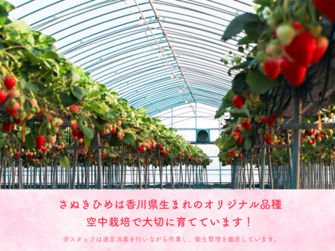 【苺音エコノミーハーフ約600g】香川県産さぬきひめ｜食べチョクいちごグランプリ2025金賞受賞❗️