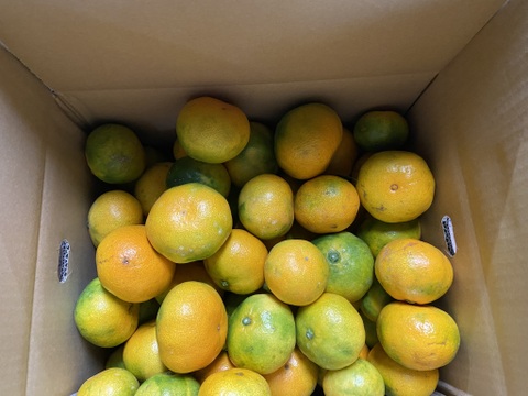 【１１月１８日～２３日収穫】甘酸っぱい！多少のキズはご容赦を【家庭用】早生ミカン”１０kg”（サンプル糖度9.6～11.2度）